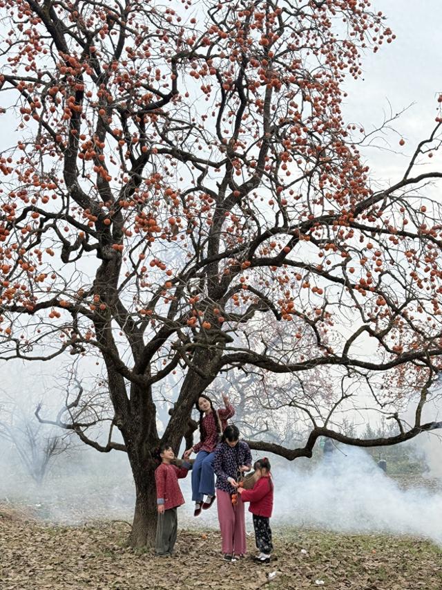 红柿引客来 服务暖人心：彬州柿林的诗意邀约与贴心守护