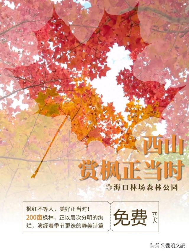 昆明西山绝美“枫”景上线！200亩的红叶秘境已进入最佳观赏期