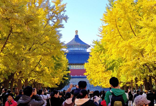 秋色浸染，天坛银杏大道换上“金衣”