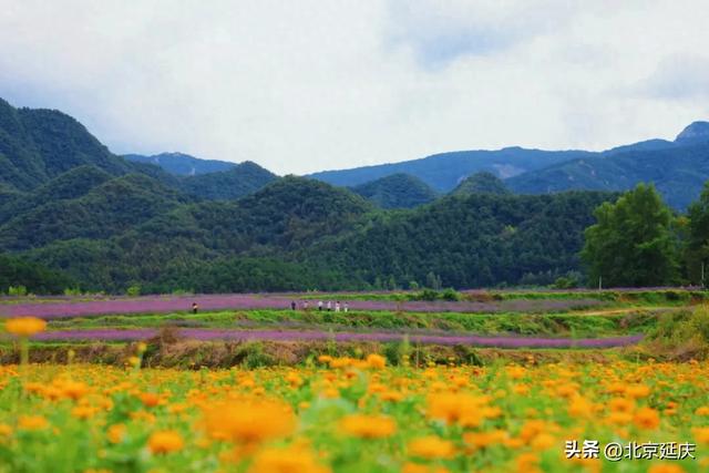 延庆“莫奈花园”！包出片——