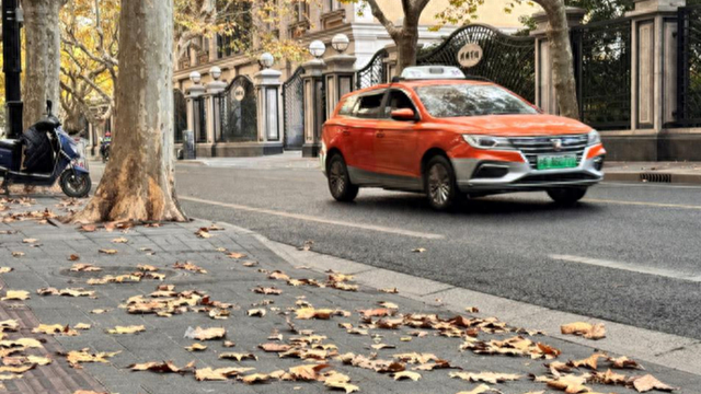 一起去“踩秋”——“落叶不扫”带来独特秋日浪漫