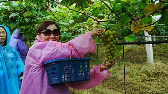 新加坡大型旅游团趣游桑植，“农”情体验风土人情