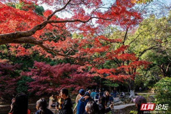 湖南烈士公园槭树湾：深秋不可错过的城市彩色秘境