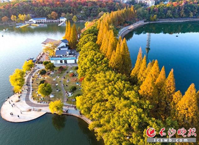 杏黄枫红 美了初冬