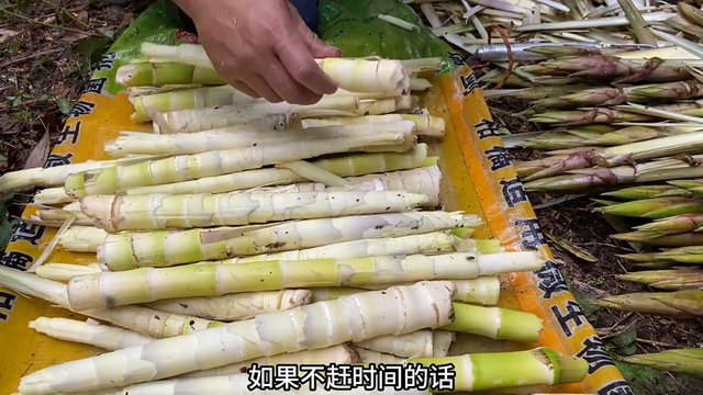 笋子怎么切（竹笋快速去壳有技巧）