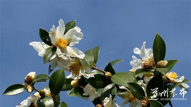 道县：油茶花开蜂自来 生态美景蕴丰收（组图）