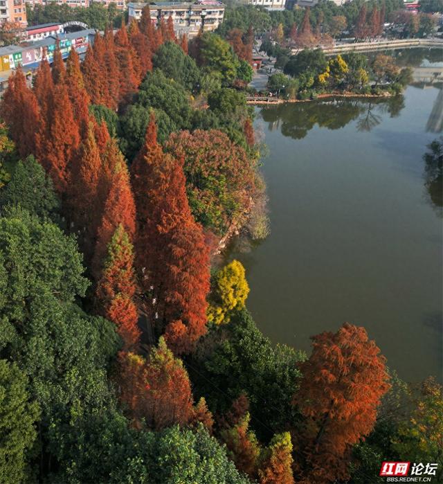 周末去哪？郴州北湖公园的红杉林已进入高光时刻