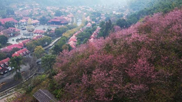 沧源：山藏浪漫 冬樱绽艳 暖冬旅居热度攀升
