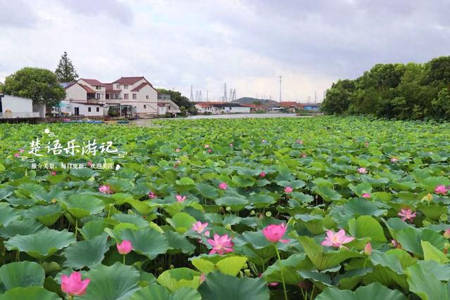 浙江宁波小浃江畔的乡村，百亩荷塘成为热门风景，被誉为田园牧歌