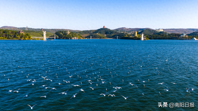 “鸥”耶！现在可以来丹江大观苑看海鸥咯~