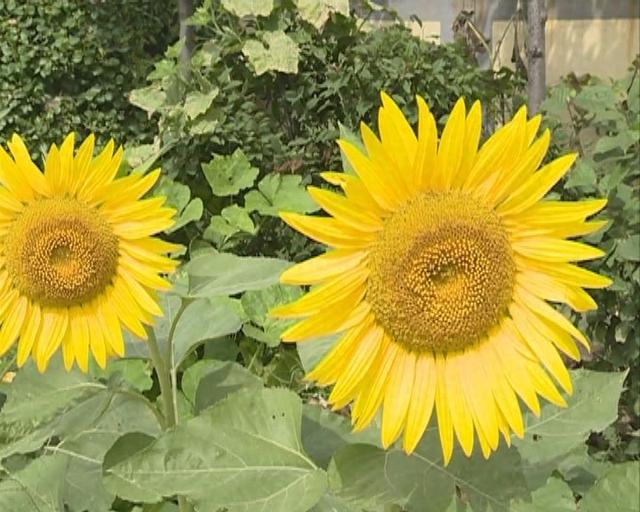 悠然家乡，蓝天白云，青山绿水，自然之美无处不在。请到大美盘山来（第651篇）