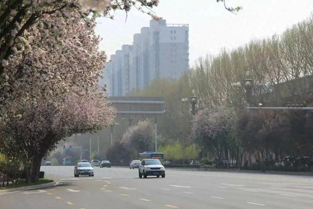 石家庄多条花街迎来观赏季