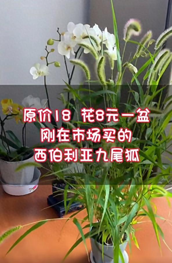 男子晒“新入的高级花”，西伯利亚九尾狐，网友：怕不是个傻子吧