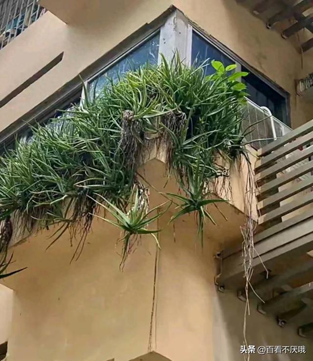 山东一男子晒离家5年的芦荟，枝繁叶茂惊呆众人，网友:成精了