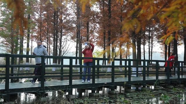 鱼鸟河公园：一抹“水杉红” 醉染初冬