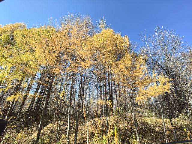 🍂呼伦贝尔深秋自驾游参考攻略