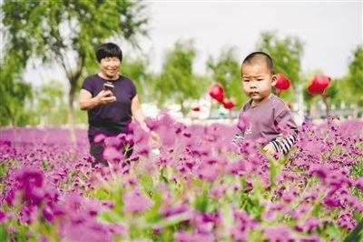 花海迎客来