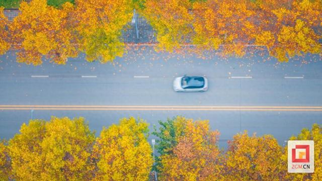 盐都冬日限定浪漫：板仓梧桐大道落叶铺就“金色地毯”
