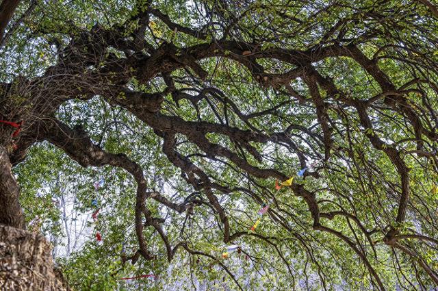 见过徐霞客，进过《山海经》，新密市有棵4000年奇树丨绿美河南有古树③