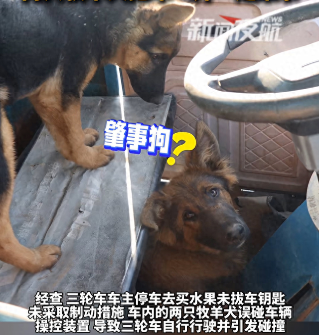 黑龙江一地发生离奇车祸	，电动三轮车与小轿车相撞，而三轮车内竟没有驾驶员，只有两只牧羊犬！网友：一个踩油门	，一个把方向！