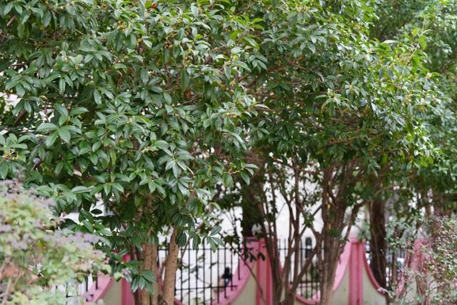 难得一见！10月“樱桂同框”，预计还将持续几天