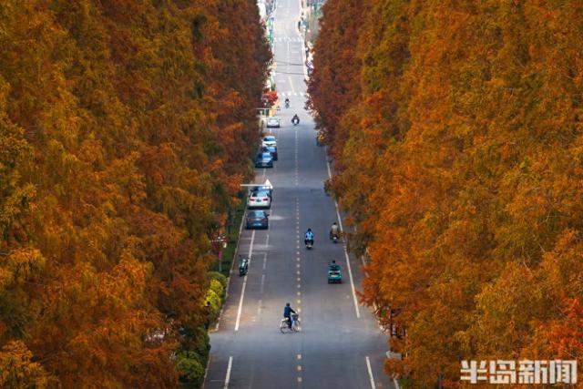 冬游青岛｜这座小村庄里“藏”着一条水杉大道，1978年栽种如今千株傲立！