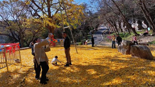 立冬后大舟山千年银杏 “逆寒” 金黄 自驾赴一场冬初童话之约