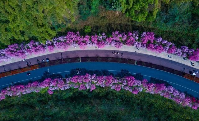 春到乐山，“香”约起来