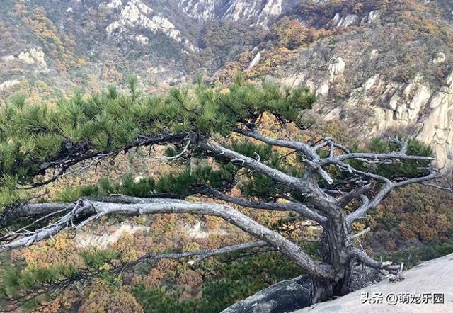 悬崖边松树遭风暴摧残，扭曲成艺术品般姿态，游客纷纷驻足惊叹