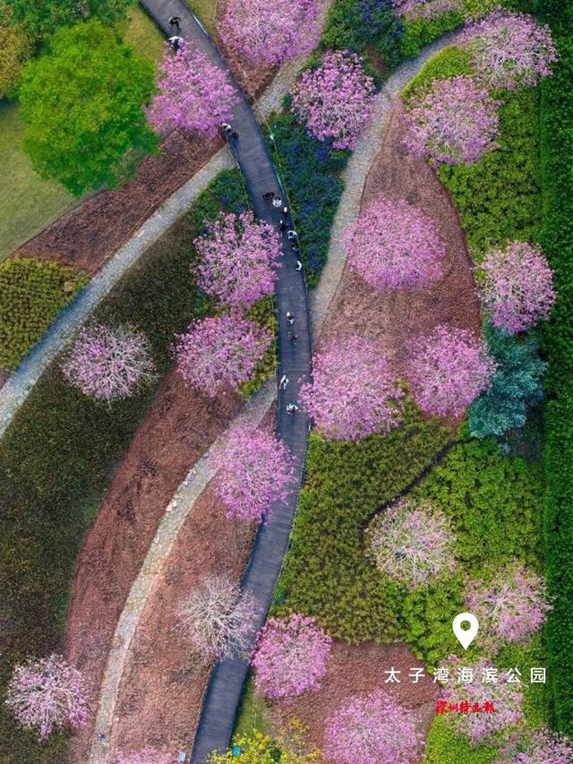 美丽深圳·每日一图｜2025年12月24日