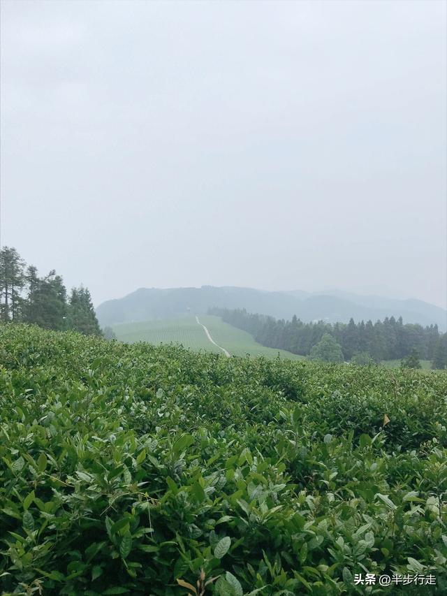 湖南国有林场：石门县白云山林场风光欣赏！