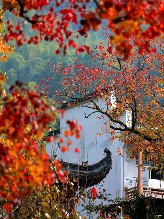 赏秋正当时！跟着杨紫独白，一起解锁塔川「最美秋色」 | 皖美冬日 | 第十五届安徽国际文化旅游节