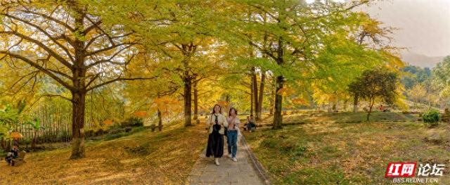 岁暖时刻丨去桐子坳走走：让银杏叶落在肩头，让百年古树的皱纹蹭过掌心