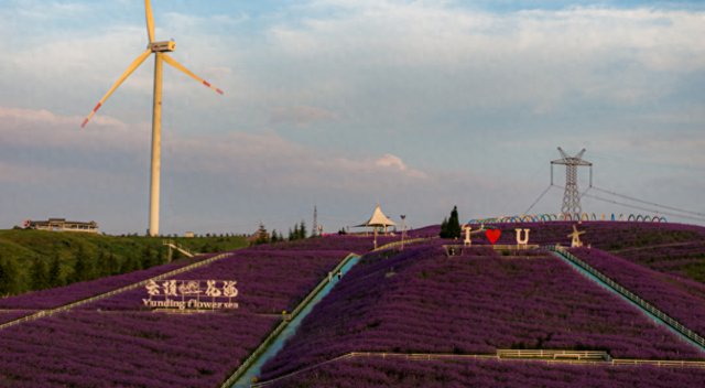 云顶花海马鞭草赏花季来临，避暑与浪漫共赴