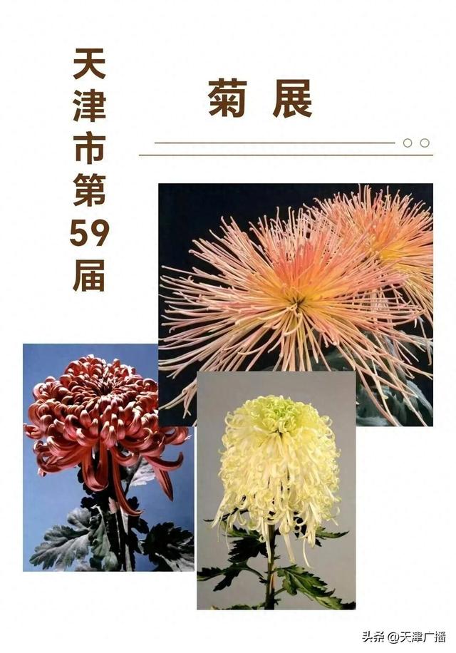扩散 | 水上公园菊展这天开幕！