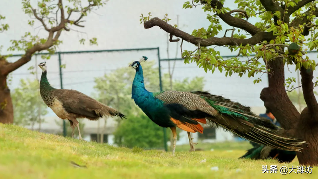 潍坊新增6家A级旅游景区