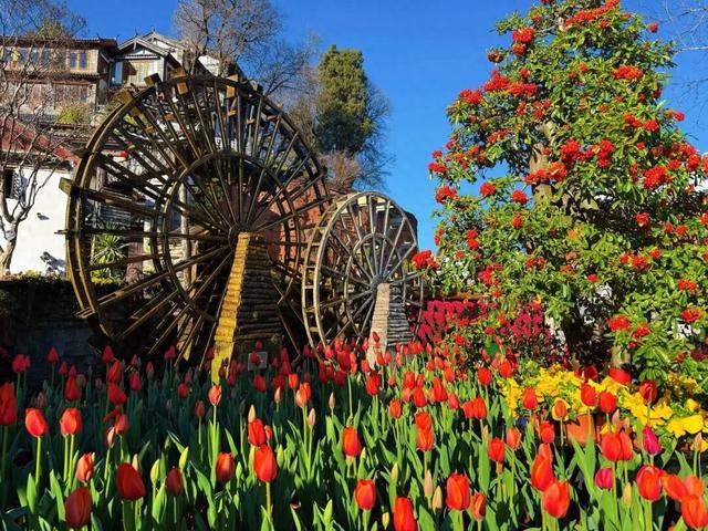 【网络中国节·春节】花海人潮映古城，八方游客来丽江过年
