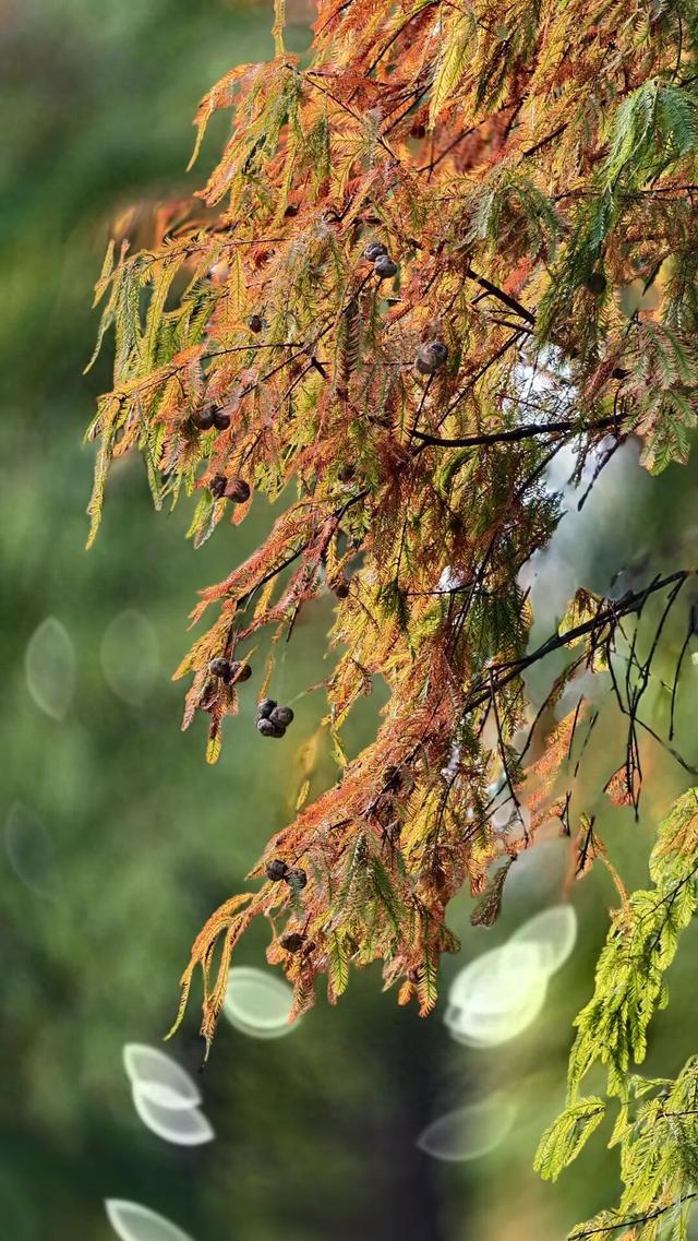 期待！七星岩落羽杉即将“变装”→