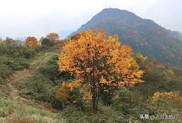 成都严重被低估的彩林徒步线路，1天轻松往返，山野壮观绚丽！