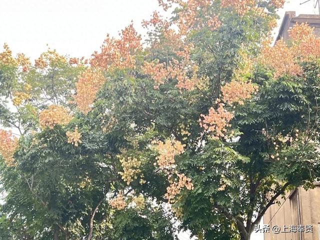 出门赏秋色，一起把四团美景“装”进相机里