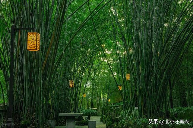 鲁智深只知倒拔垂柳，这野竹林非野猪林，江南七怪：难怪七贤喜欢