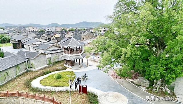 封开袁屋古树公园成“乡愁地标”