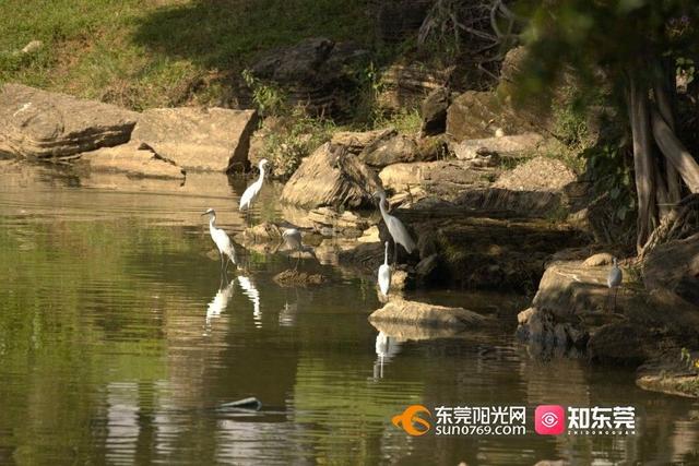 美！白鹭纷飞，为松山湖生态“代言”