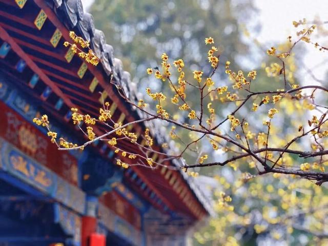 组图丨泰山王母池蜡梅映古刹 暗香醉游人