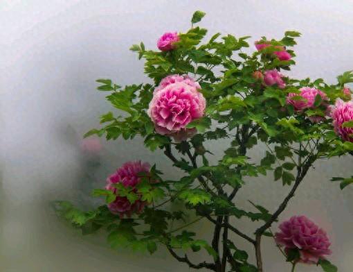 送亲朋的洛阳特产有哪些（洛阳特产甲天下）