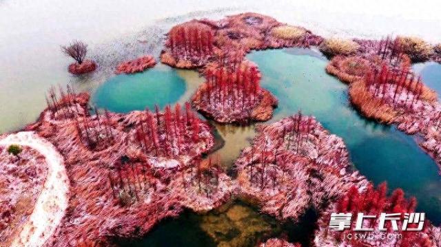 雪落大泽湖 湿地绘新卷｜组图