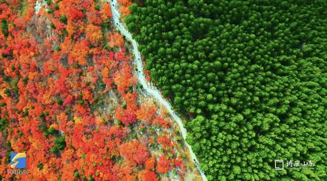 闪电评论 | 蝎子山的 “鸳鸯火锅” 里 煮着山东的生态答卷