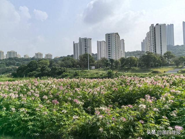 泗华郊野公园醉蝶花盛放