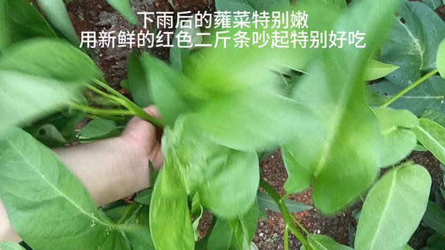 炒出来是红色的菜叫什么（雨后采摘的鲜嫩蕹菜）