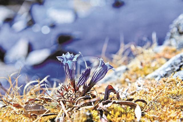 在九十九龙潭邂逅 蓝色“精灵”华丽龙胆